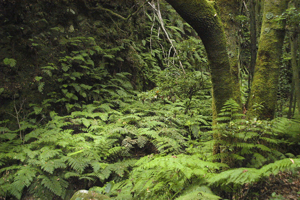 Senderismo Por El Bosque Encantado En Santa Cruz De La Palma 9753